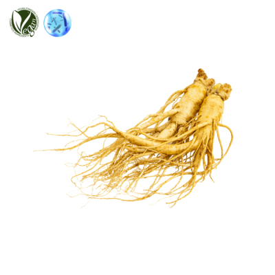락토바실러스/인삼뿌리발효여과물 (Lactobacillus/Panax Ginseng Root Ferment Filtrate)