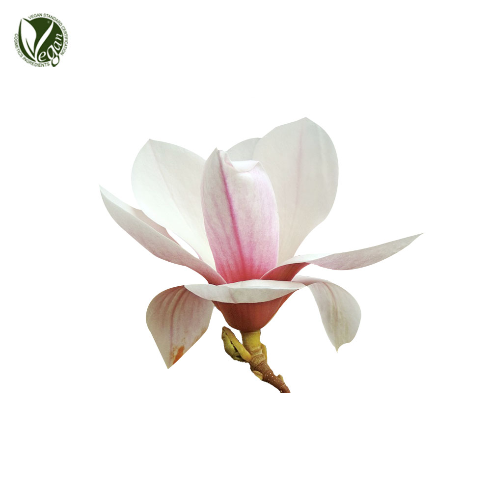 목련가지/꽃/잎추출물 ( Magnolia Kobus Branch/Flower/Leaf Extract )