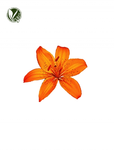 Tiger Lily Extract