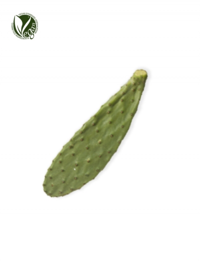 Mexican Nopal Cactus Extract