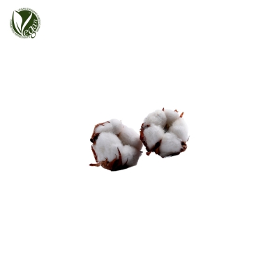 코튼씨오일(Gossypium Herbaceum (Cotton) Seed Oil)