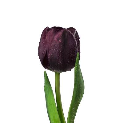 DUMAFLORINE (Maltodextrin, Tulipa gesneriana flower extract) 블랙튤립추출물