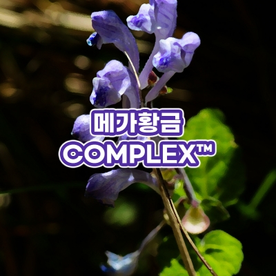 메가황금 COMPLEX™ (황금/고삼/치자/오배자)